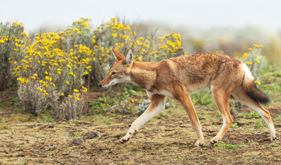 Fototapeta premium Rare endangered Ethiopian wolf running in high-altitude grasslands of Ethiopian Highlands