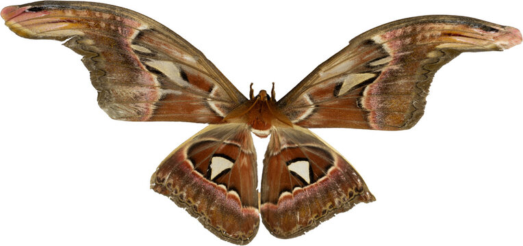 Giant Atlas Moth (Attacus atlas) or Kupu Gajah isolated on transparent background, PNG.