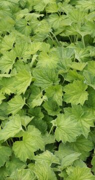 Heuchera villosa | Heuch&egrave;re velue - heuch&egrave;re hybride - Desespoir du peintre. Touffes denses de grande feuilles duveteuses, palm&eacute;es et dentel&eacute;es jaune citron tapissantes