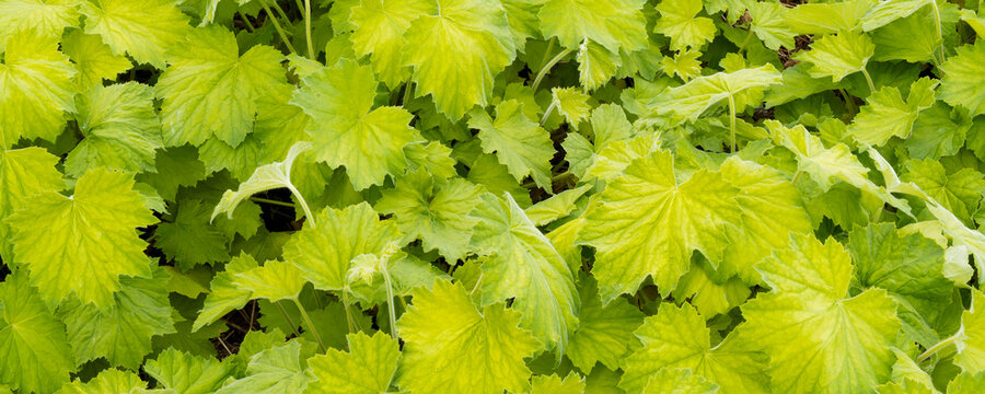 Heuchera villosa 'Citronelle' ) Touffe compacte de grandes feuilles d'heuch&egrave;re finement velues en forme de coeur palm&eacute;es au bord dentel&eacute; &agrave; coloration  vert pomme et jaune citron attrayant
