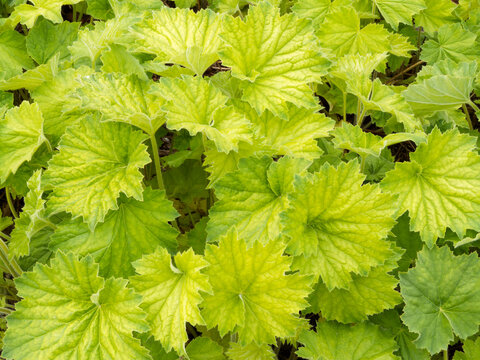 Couvre-sol compacte et d&eacute;coratif de larges feuilles d'Heuchera villosa (Heuch&egrave;re velue) vert citron en forme de coeur, avant l'apparition en &eacute;t&eacute; de hautes tiges portant de petites fleurs blanc cr&egrave;me  