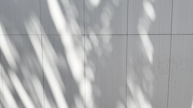 Palm leaf shadows moving across a white tiled wall in soft tropical sunlight.