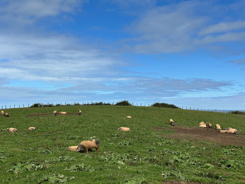 Troupeau de cochons Kintoa