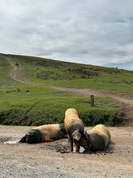 Cochons Kintoa du Pays Basque