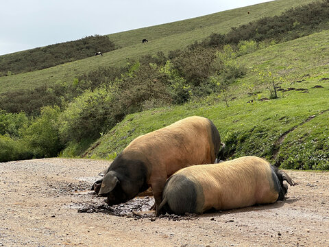 Cochons Kintoa du Pays Basque