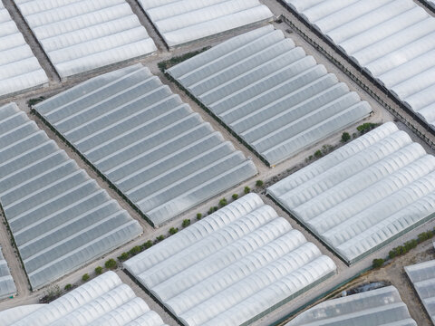 Aerial view of vast rows of white plastic greenhouses and agricultural polytunnels arranged in a geometric pattern in Paestum, Campania, Italy.