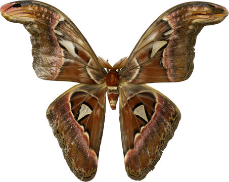 Giant Atlas Moth (Attacus atlas) or Kupu Gajah isolated on transparent background, PNG.
