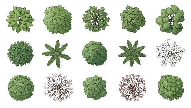 3D Botanical Top View Vector Trees Set &ndash; Aerial Floor Plan Landscape Design Elements, Nature Garden Illustration Collection