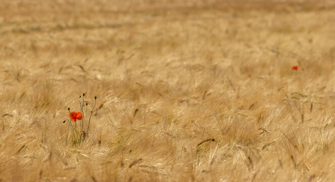 Mohnblume im Kornfeld, rote Bl&uuml;te im goldenen Getreidefeld