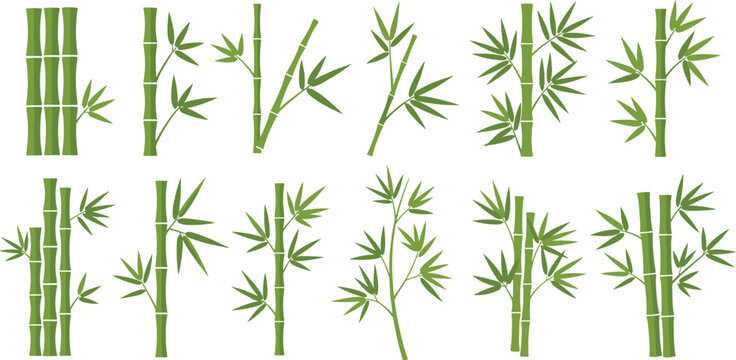 Green bamboo stalks and leaves vector collection set for spa wellness organic products and oriental nature themed graphic designs.