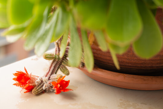 Echinopsis chamaecereus .Blooming chamaecereus sylvestris or peanut cactus.Selective focus