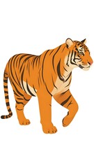 Obraz premium A tiger walking to the right with orange and black stripes