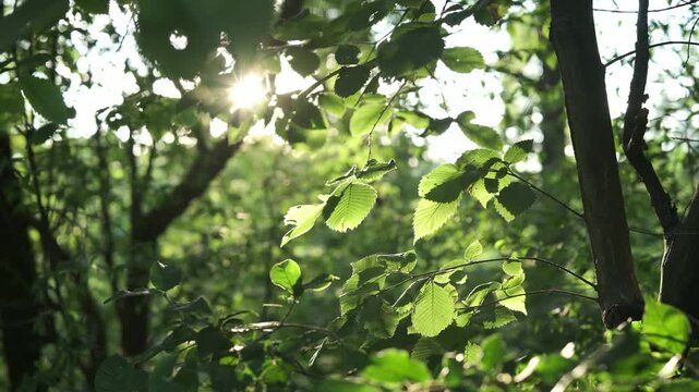 Sunlight shimmering highlights across leaves and delicate reflections  forest. foliage in the evening breeze quiet magical atmosphere, ecology, travel
