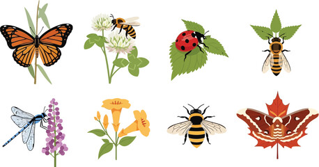 Collection of colorful insects and flowers including butterflies bees ladybugs and dragonflies perfect for nature illustrations and educational materials