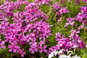Obraz premium Small Pink Phlox Subulata Flowers in Spring Garden