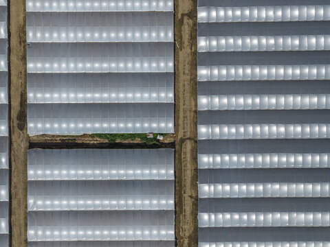 Aerial view of large agricultural greenhouses with translucent plastic covers arranged in symmetrical rows separated by dirt paths in Paestum, Campania, Italy.