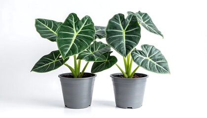 Fototapeta premium A serene still life with two potted tropical plants on a clean white background