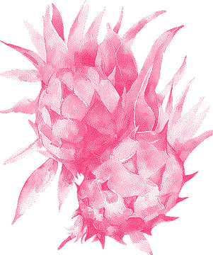Two pink dragon fruits in soft watercolor wash against a white background