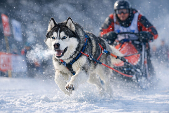 A dog sled team with a driver on a snowy course. The husky leads the way, pulling through fresh snow.