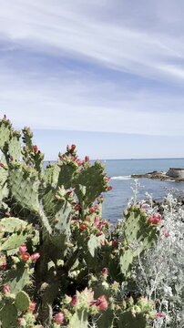 Blooming prickly pear cactus by the sea under blue sky with soft clouds. Coastal Mediterranean landscape with vibrant red flowers, nature and summer travel, vacation