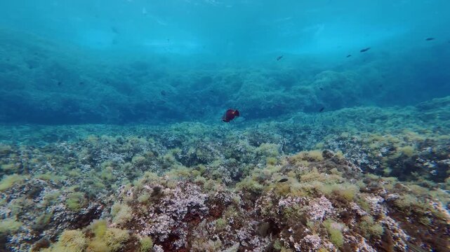 Red parrot fish (sparisoma cretense))in clear shallow water - Nature underwater