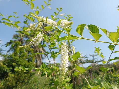 Wild white calliandra flowers bloom gracefully among the green leaves, against a backdrop of bright blue skies and tropical trees that create a calming rural atmosphere.