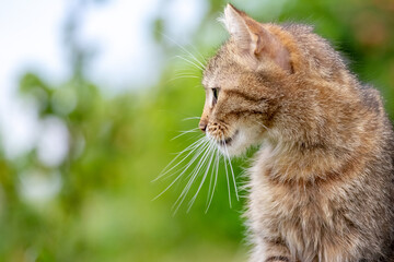 Naklejka premium Ginger tabby cat in profile with long whiskers against bright blurred green bokeh background, elegant portrait shot