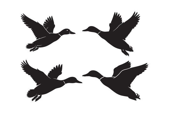 Four black ducks flying