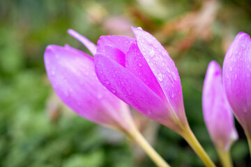 Fototapeta premium Delicate pink-purple crocuses with raindrops on petals closeup against blurred green background in garden