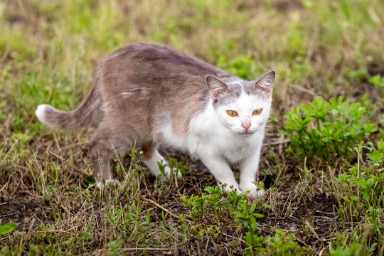 Grey-white cat with amber eyes sneaking through grass outdoors, staring intently at camera in hunting stance