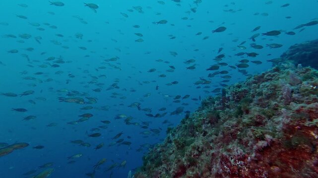 Underwater landscape with a lot of damselfish in blue sea water