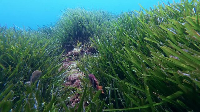 POV Painted comber fish swimms in a Posidonia seaweed field