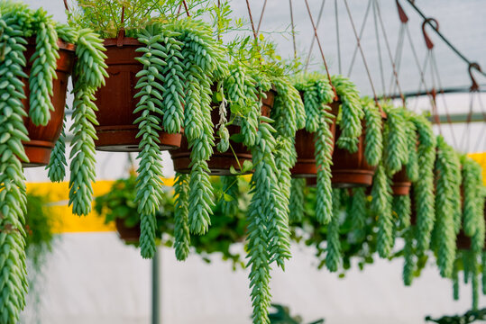 Burro's tail succulents in brown hanging pots, showcasing their flowing, trailing stems of plump green leaves in a neatly arranged row within a greenhouse environment