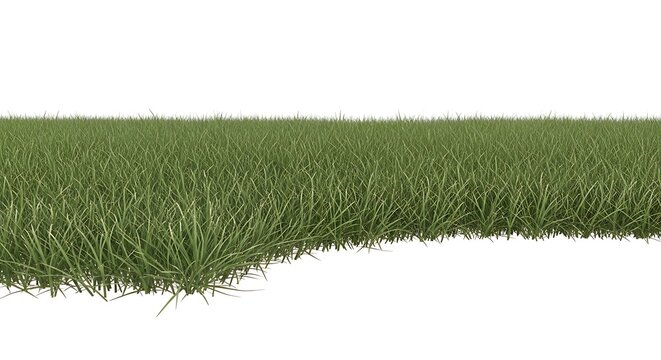 Green grass texture isolated background.