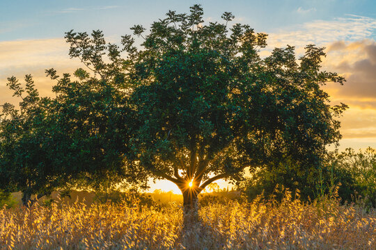 Golden sunset shining beneath sprawling carob tree branches