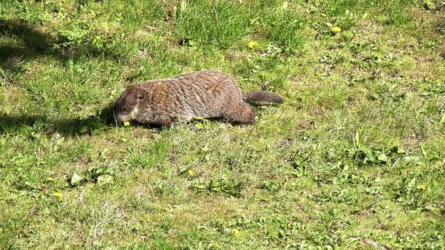 Furry groundhog, also known as a woodchuck, grazing on a lush green lawn on a bright, sunny day