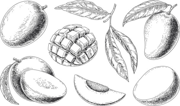 Set of hand drawn mango fruit illustrations featuring whole and sliced vintage style.