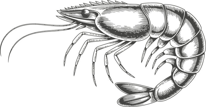 Shrimp hand drawn sketch style vector illustration isolated on transparent background marine animal.