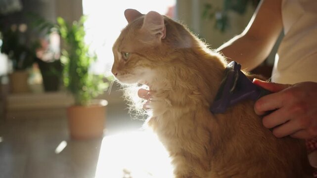 Caring owner grooming a fluffy ginger cat with a deshedding tool, combing through its fur in a bright, sunlit room, demonstrating proper pet care and hygiene routines at home