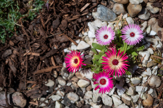 Colorful ice plant growing in rock garden with white stones. Drought-tolerant succulent ideal for sunny gardens, rockeries and low maintenance landscaping.