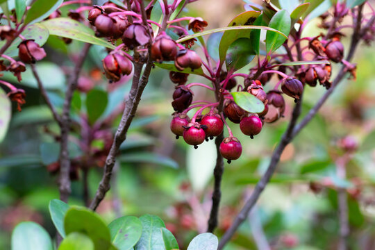 Red Strawberry Guava (Psidium littorale longipes, Psidium cattleianum, Peruvian guava), fruits. Light red berries on a branch bloom in winter, close-up.