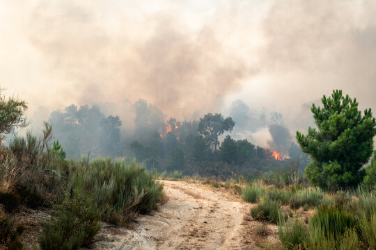 Inc&ecirc;ndio florestal ativo numa zona de pinhal com fumo denso sobre um caminho rural de terra