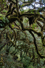 Fototapeta premium lush moss-covered trees in dense tropical rainforest with hanging branches and vibrant greenery