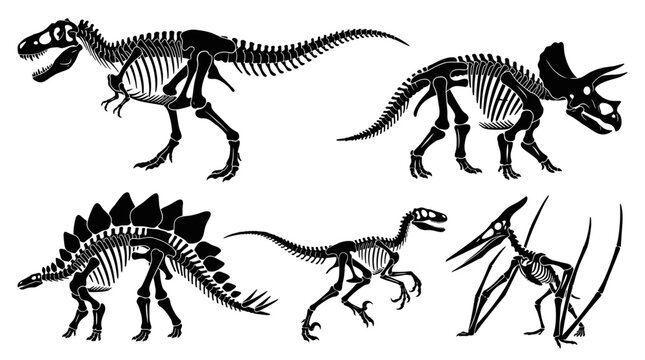 Dinosaur skeleton bones fossil illustration.