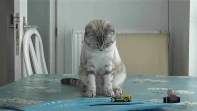 Cute tabby cat observes toy cars on a blue table mat