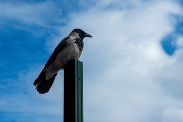 Naklejka premium A gray crow on a pillar