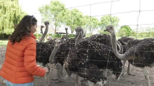 Woman pets ostriches through fence at an outdoor animal park