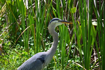 Great blue heron in Florida wetlands