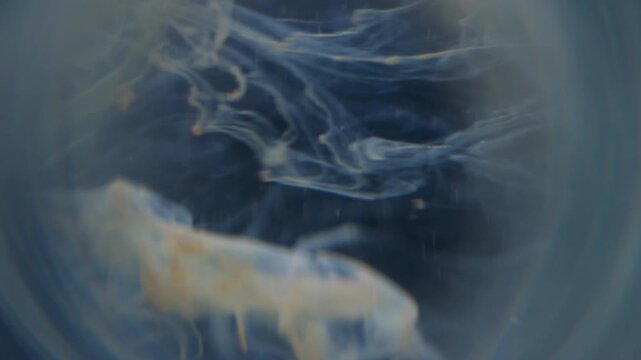 Smoke explosion defocused. Pigment splash. Yellow orange paint blot floating in water. Cloud round frame abstract color violet gray background.