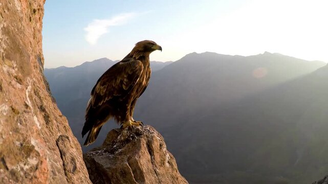 eagle on the rock